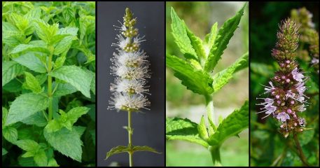 Hierbabuena: Propiedades medicinales, usos mágicos y cultivo