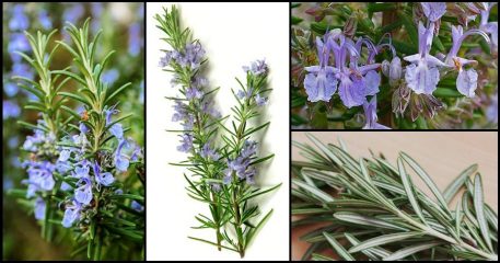 Romero: Propiedades medicinales, usos mágicos y cultivo