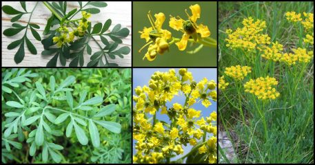 Ruda: Propiedades medicinales, usos mágicos y cultivo